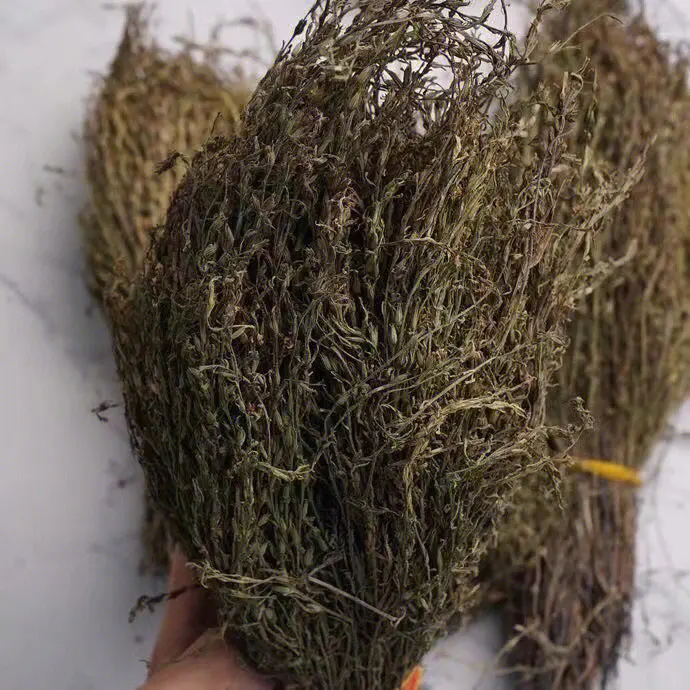 獨(dú)角金1.png 獨(dú)角金1.png