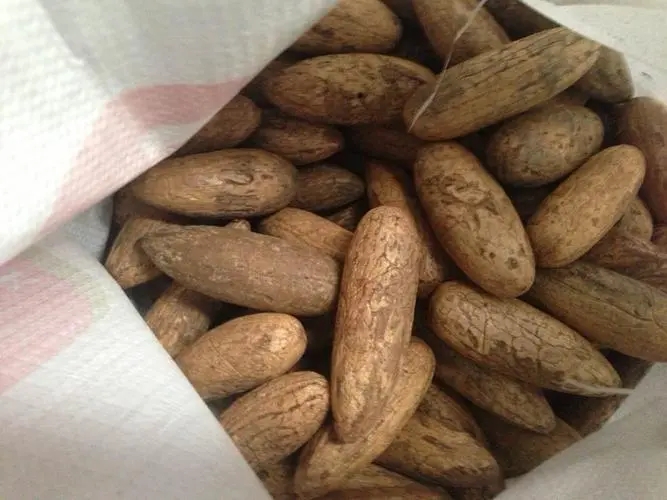 菩提子.jpg 菩提子.jpg